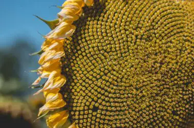 flower sunflower NGSZXSVU