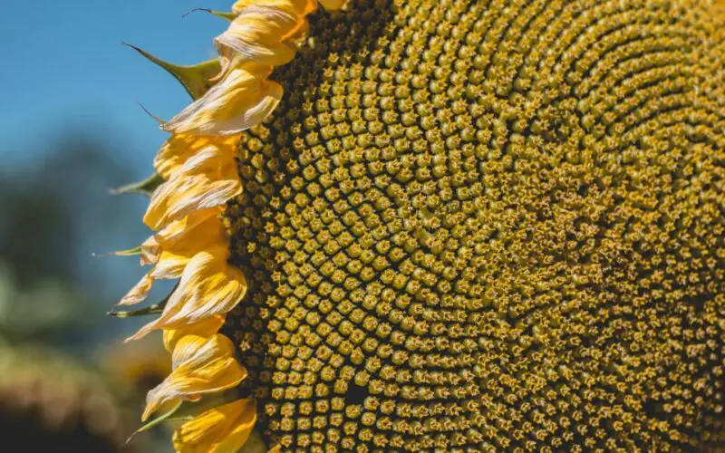 flower sunflower NGSZXSVU